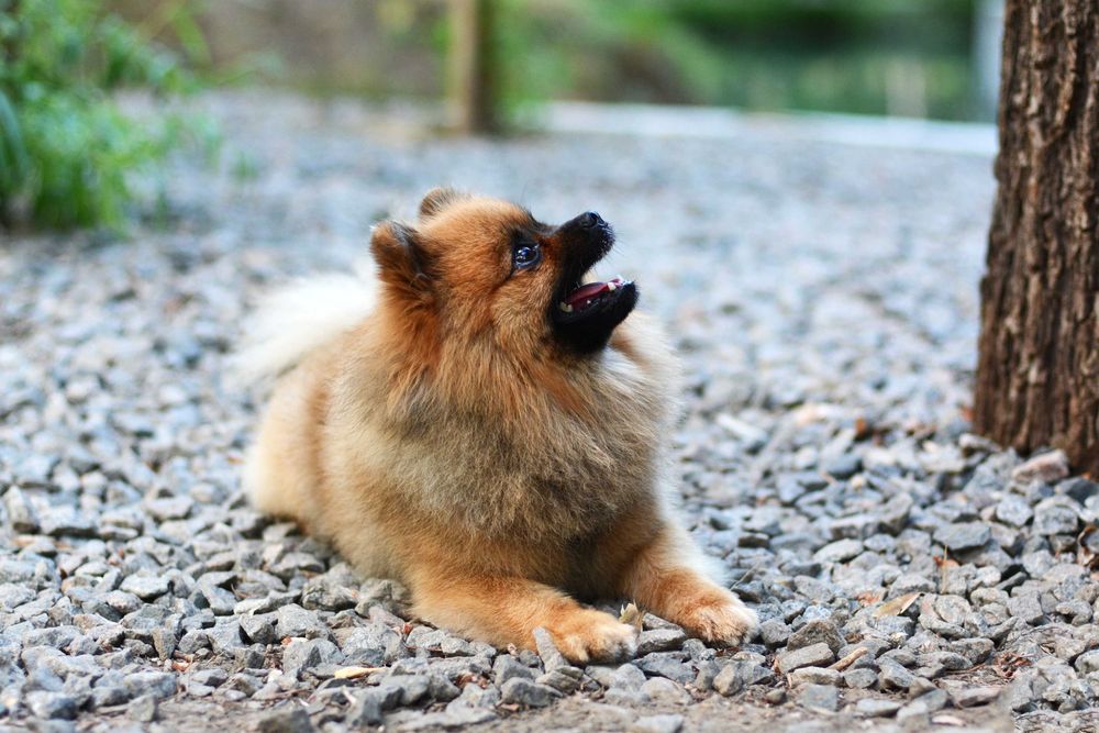 Вязка шпица ККУ World Kannel Union