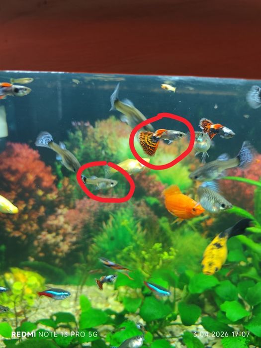 Oddam gupiki samce samice