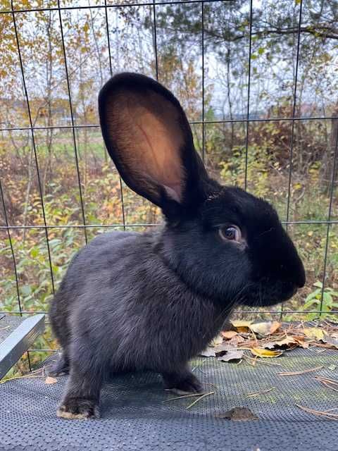 Królik samce Srokacz i Baran