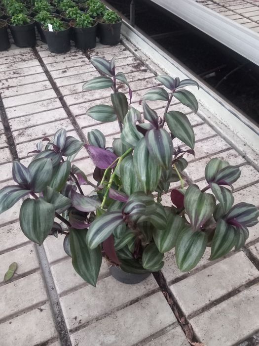 Trzykrotka zebrina evanescence