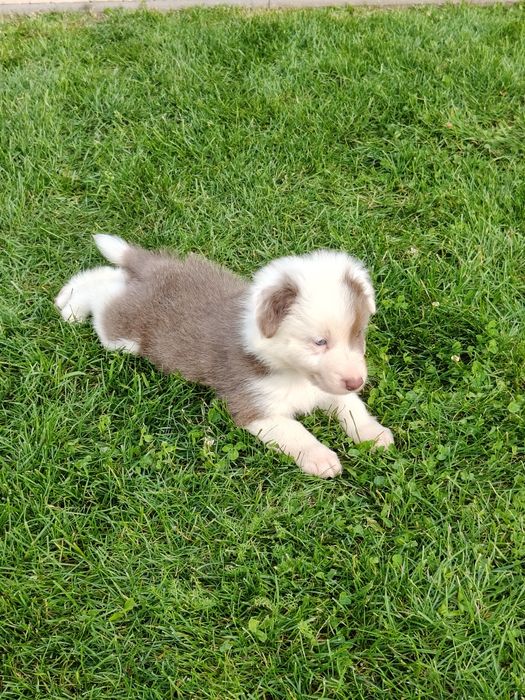 Border Collie piesek