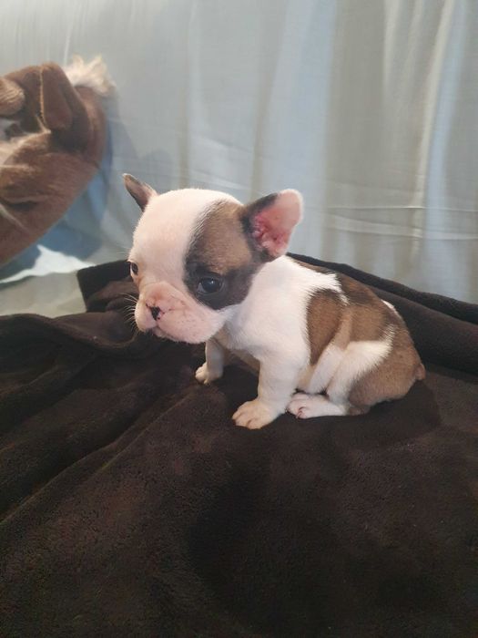 Venda bouledogue francês