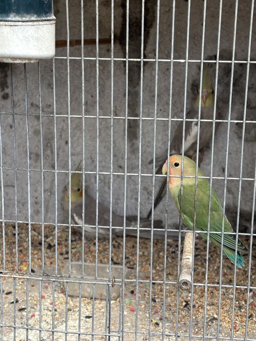 Vendo 2 caturra e agaponis