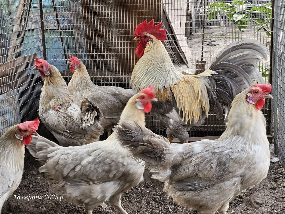 Курчата. Легорн Изабелла 3 мес.