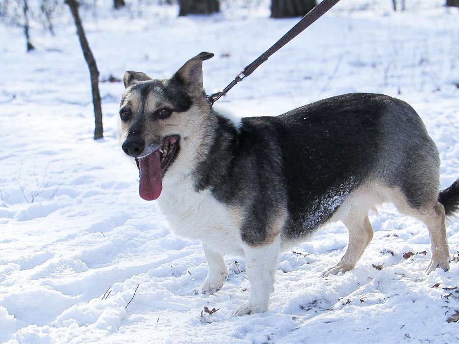 Маленькі врятовані песики з Мирнограда!