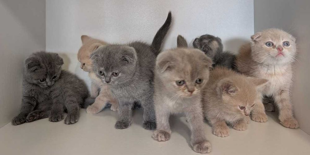 Шотландці породисті!!!