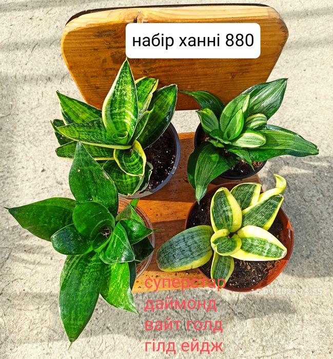 Сансевієрії ханні, циліндри, інші