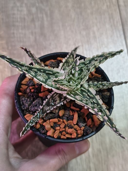 Aloe tct алое тст гібрид