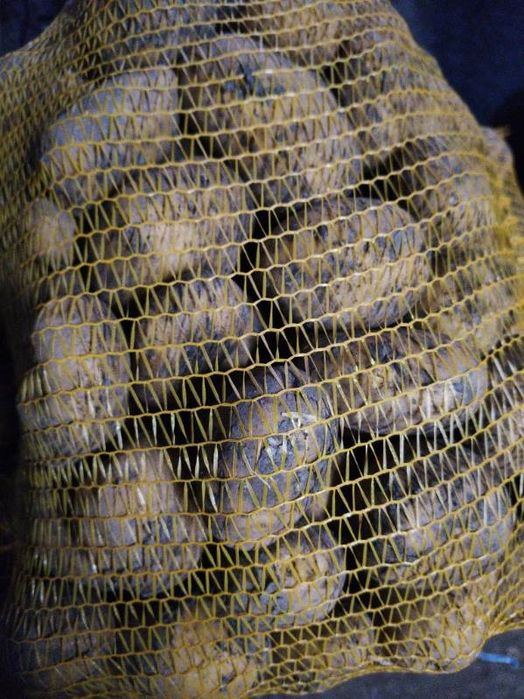 Ziemniaki Soraya 15 kg