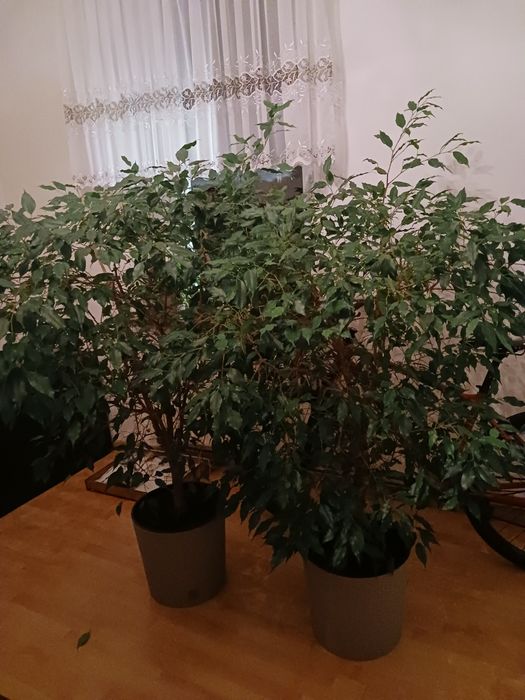 Kwiaty Figowiec beniamina duży