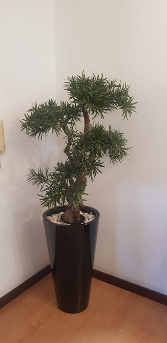 Árvore Bonsai com vaso e pedras
