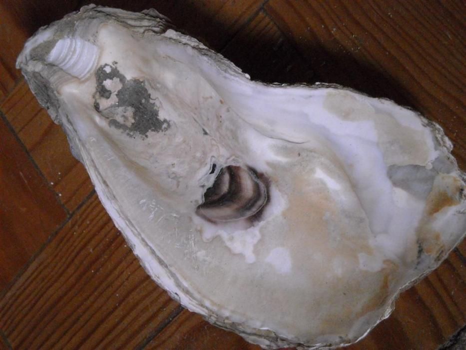 Ostra gigante ideal para decoracao aquario