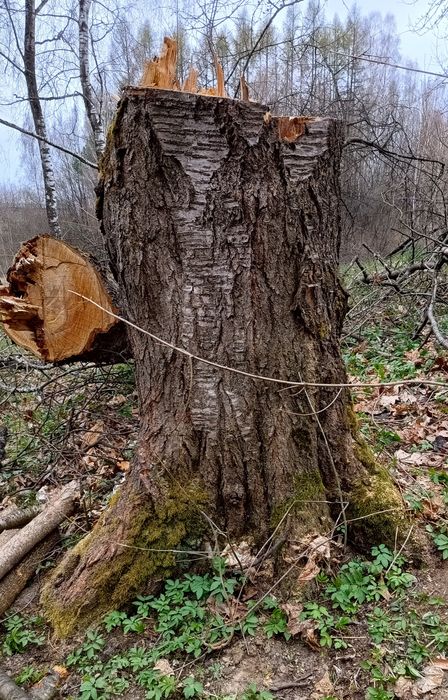 Drewno drzewo czereśniowe  czereśnia