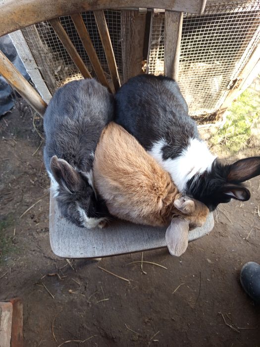 Witam samce miniaturki