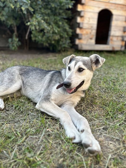 Метис хаскі дівчинка