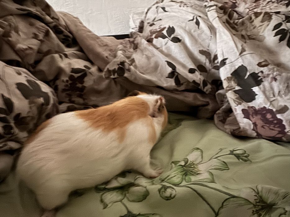 Морская свинка  мальчик 3 месяца