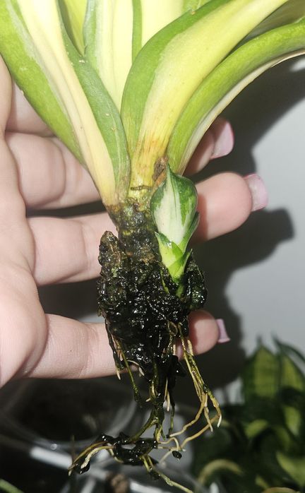 Sansevieria hahnii spiral star