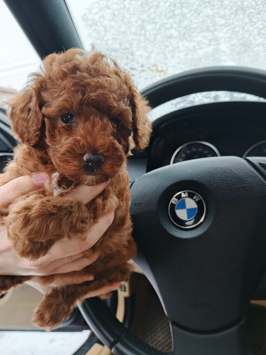 Одесские щенки Той