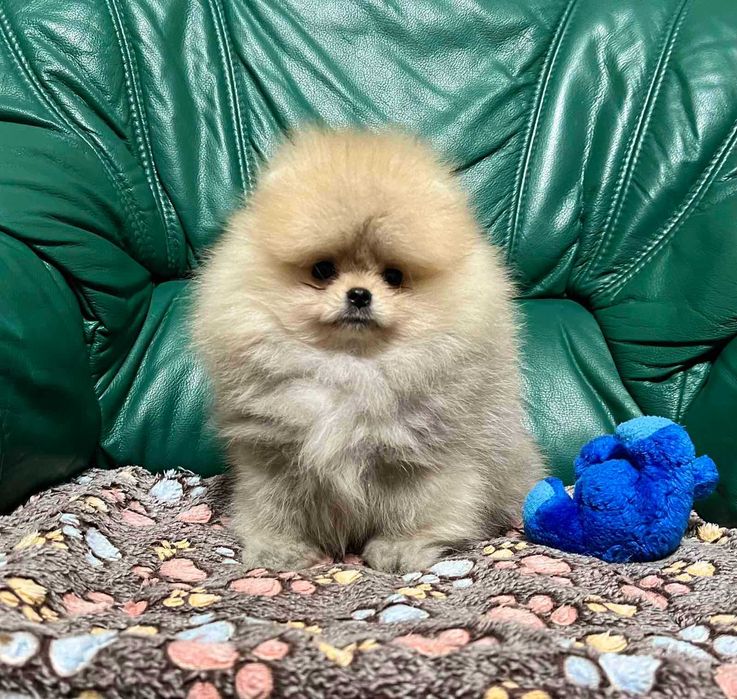Bardzo przystojny chłopak pomeranian