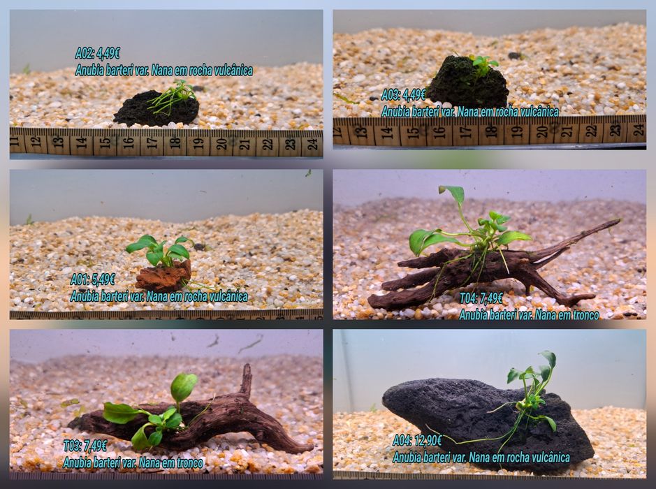 Anubia em rocha vulcânica e Tronco . (Aquário Plantas)