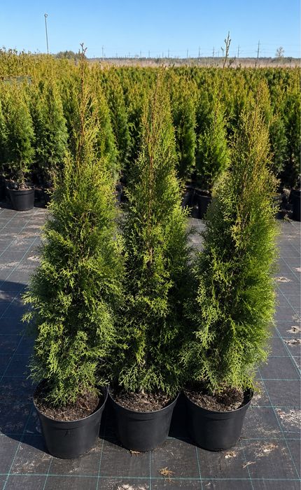 thuja szmaragd 100 cm od producenta