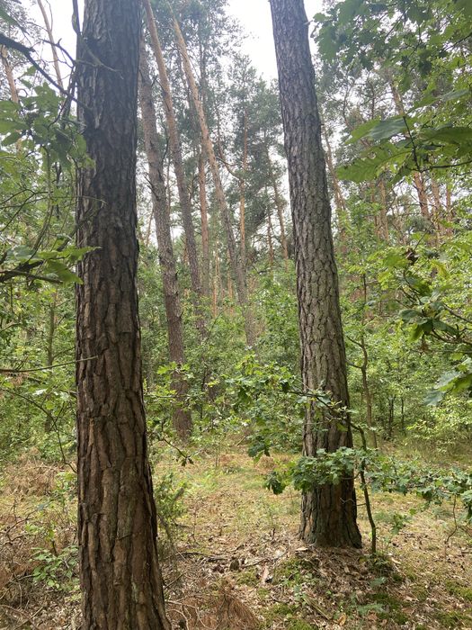 Sprzedam las Kochów województwo Mazowieckie