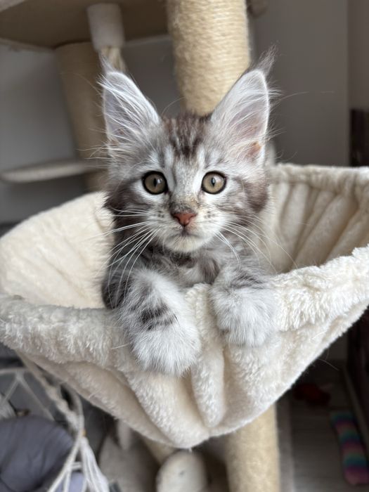 Kotka Maine coon