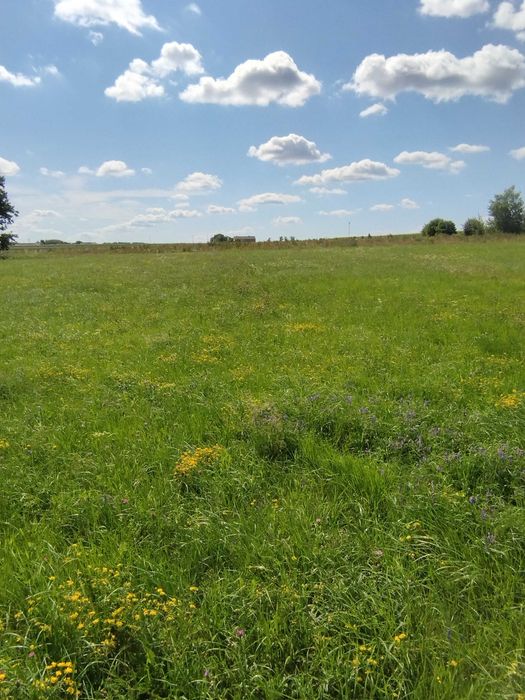 Działka na sprzedaż Sobolew - Widok 5