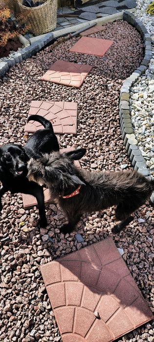 Oddam suczkę w dobre ręce za darmo