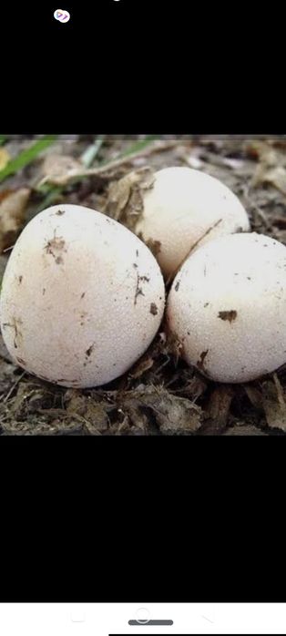 Продаж.Гриб веселка.