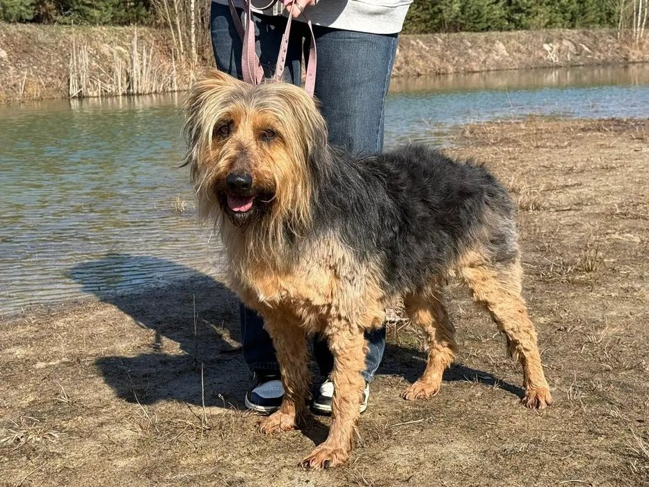 Podaruj dom super psu