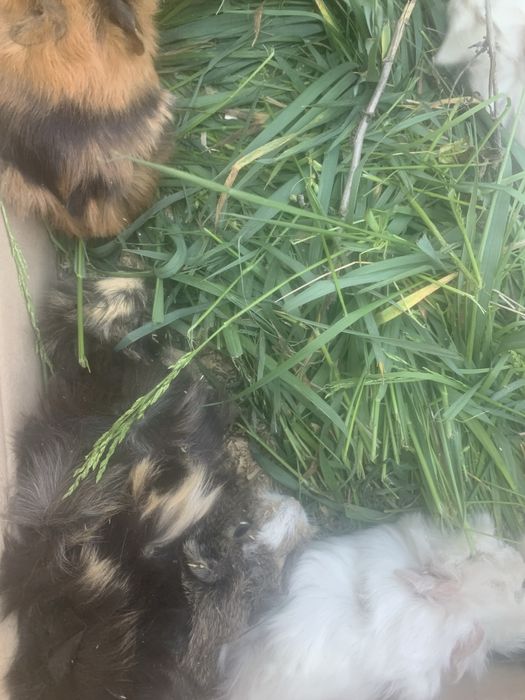 Морские свинки Хороший пітон це для дому