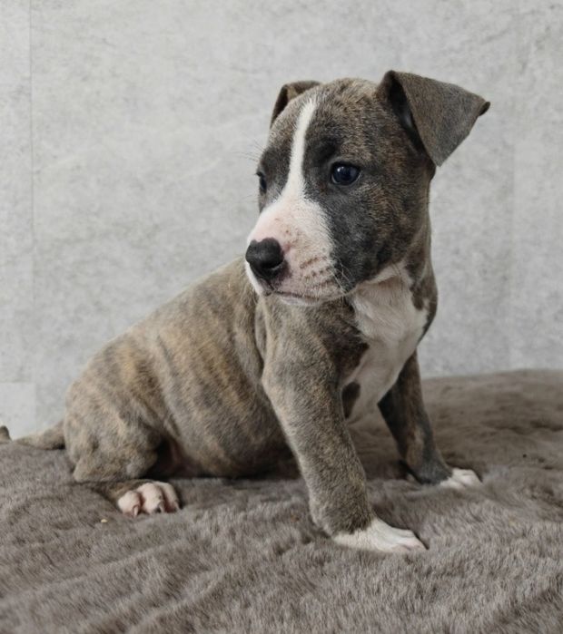 Urocza i rodzinna suczka amstaff!