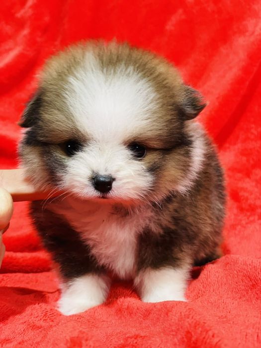 Міні хлопчик мішка