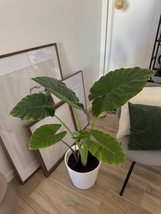 Plantas alocasias em vaso de ceramica
