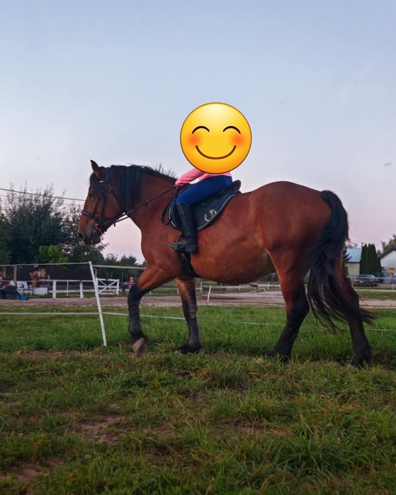 Piekna Klacz PKZ 5 lat. Wstępnie zajeżdżona