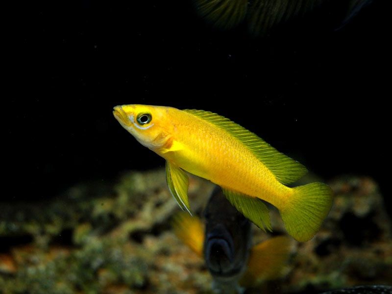 Neolamprologus lelupi f1 tanganika tretocephalus