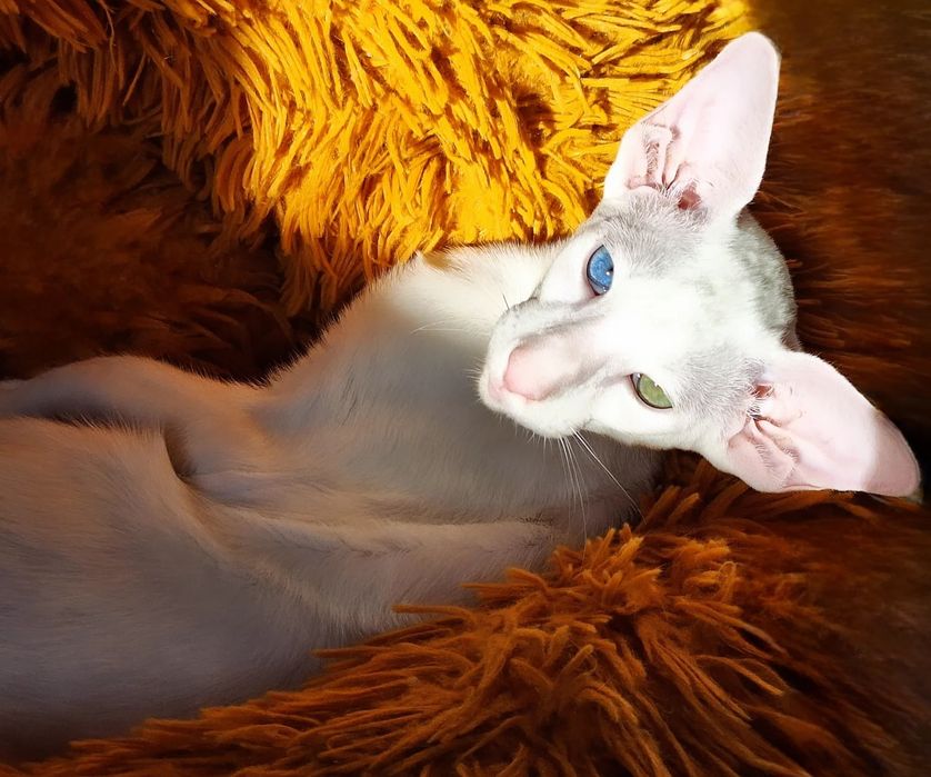 Ориентальные котята