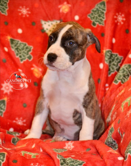 Piękny samiec Amstaff/American Staffordshire Terrier z rod. ZKwP