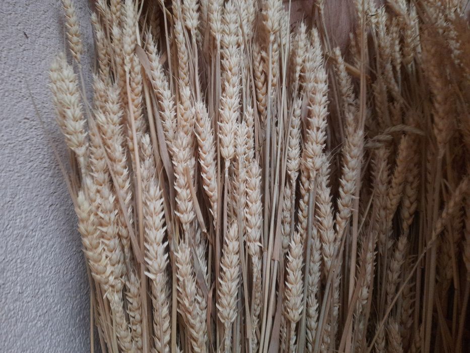 Колоски жито пшениця льон на дідухи