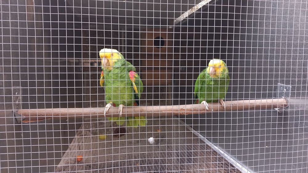 Casal de papagaios amazonas-fêmea magna e macho oratrix