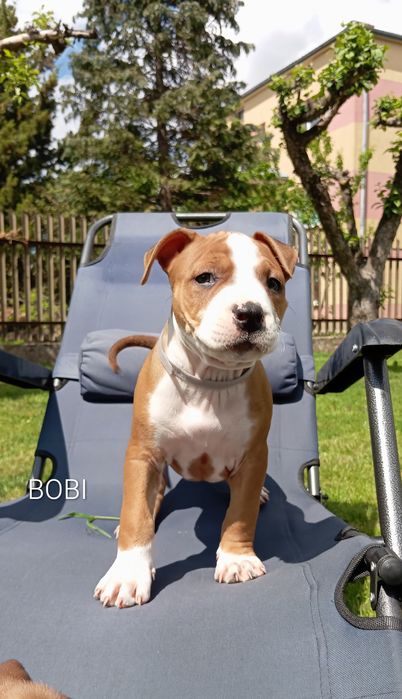 American  Staffordshire Terrier