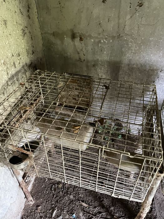 Jaulas de criaçao de coelhos