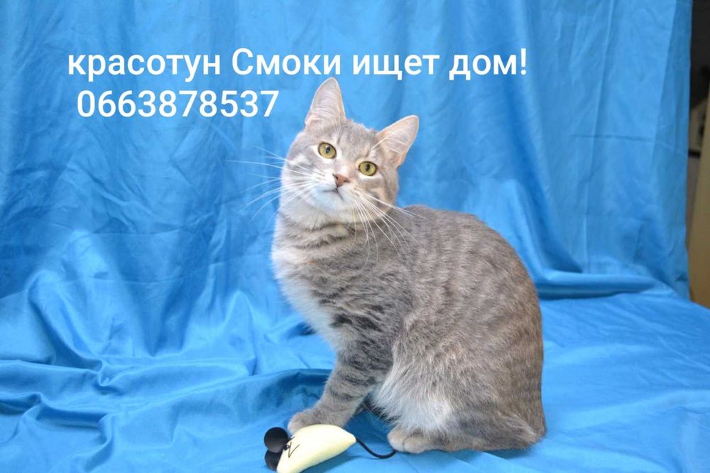 красавец Смоки ищет дом и семью!
