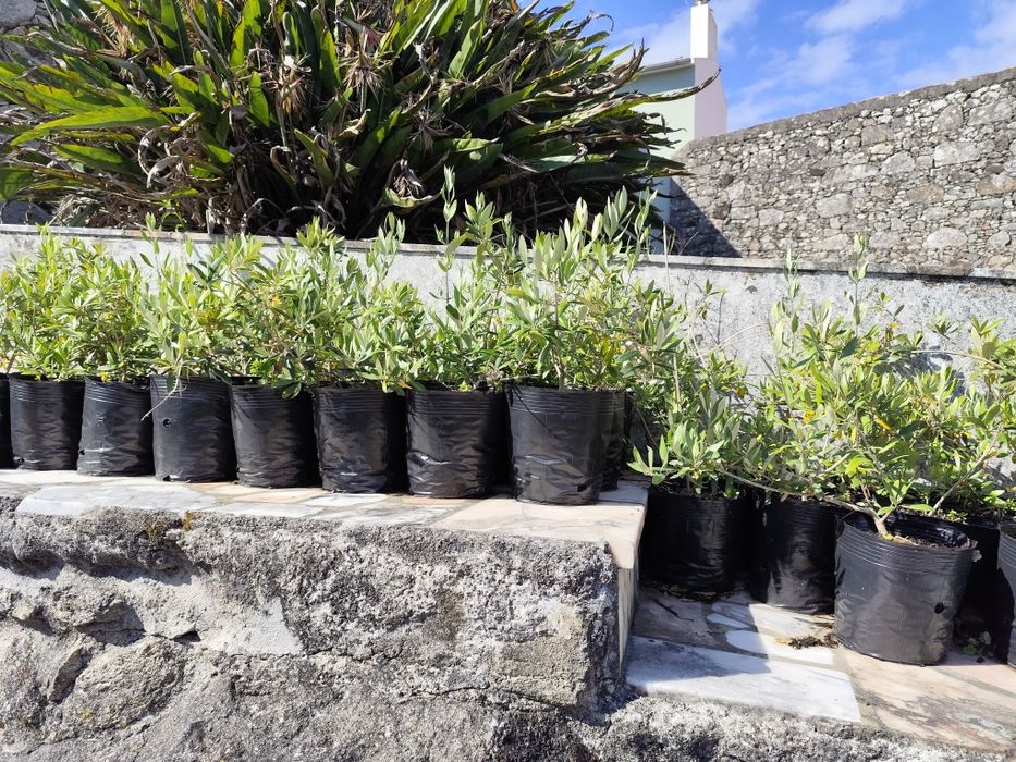 Oliveiras galegas e picual