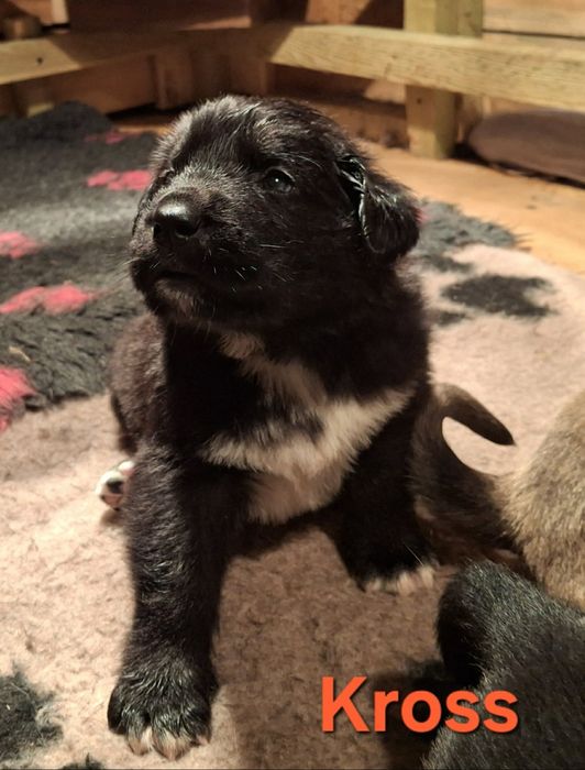 Owczarek Środkowoazjatycki szczenięta