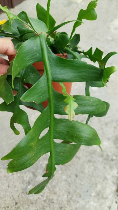 Epiphyllum chrysocardium. Roślina. Kaktus.