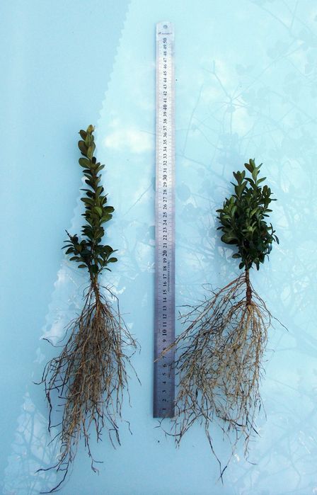 самшит саджанці із вкс