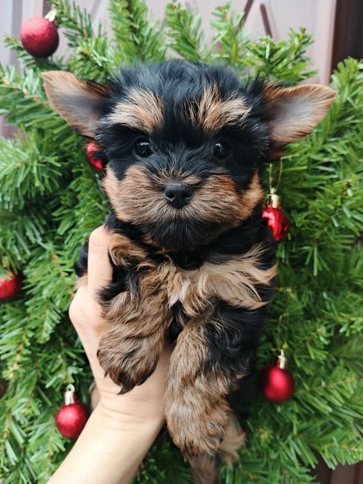 Милейшие щенки Йорики