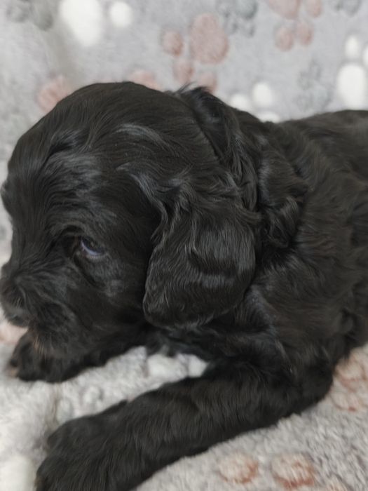 Cavapoo F1  Cavalier & Pudel